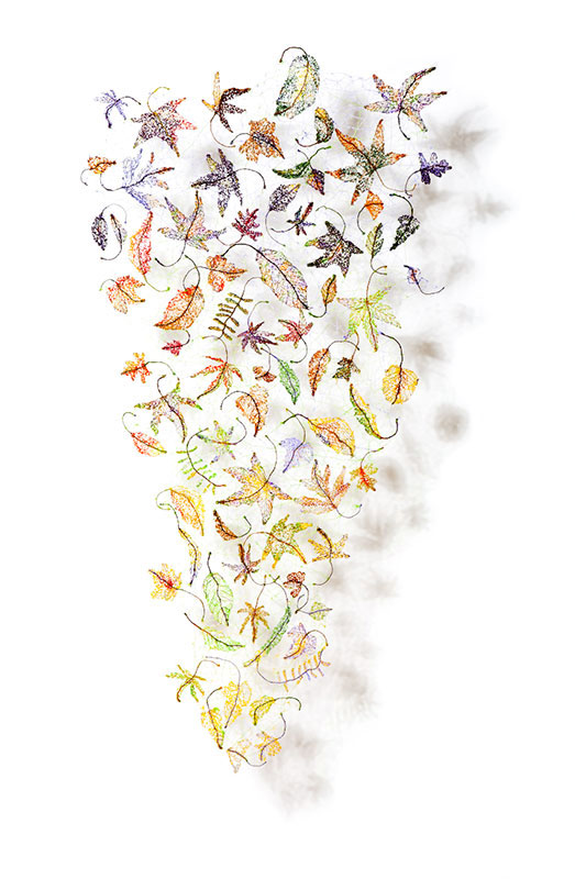 Filifolia